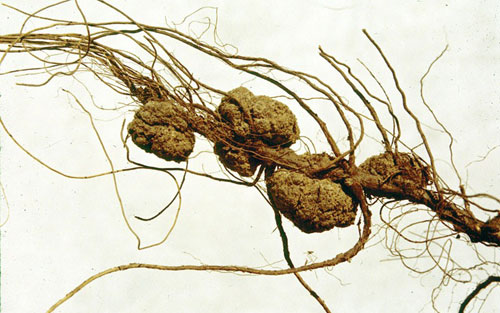 Photo of galls caused by Agrobacterium