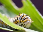 Caterpillar Photo